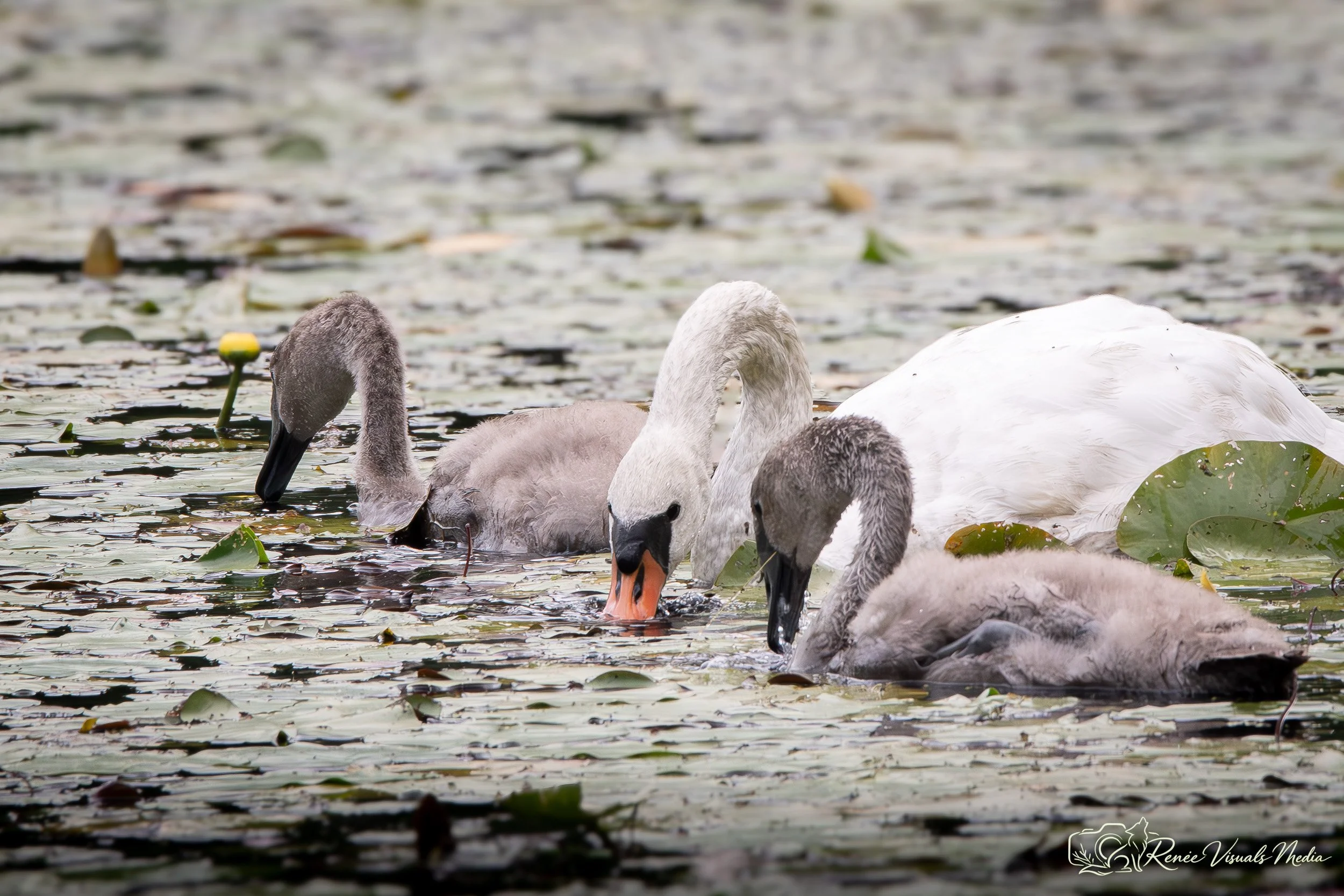 Mute Swan with cygnets · Cygnus olor