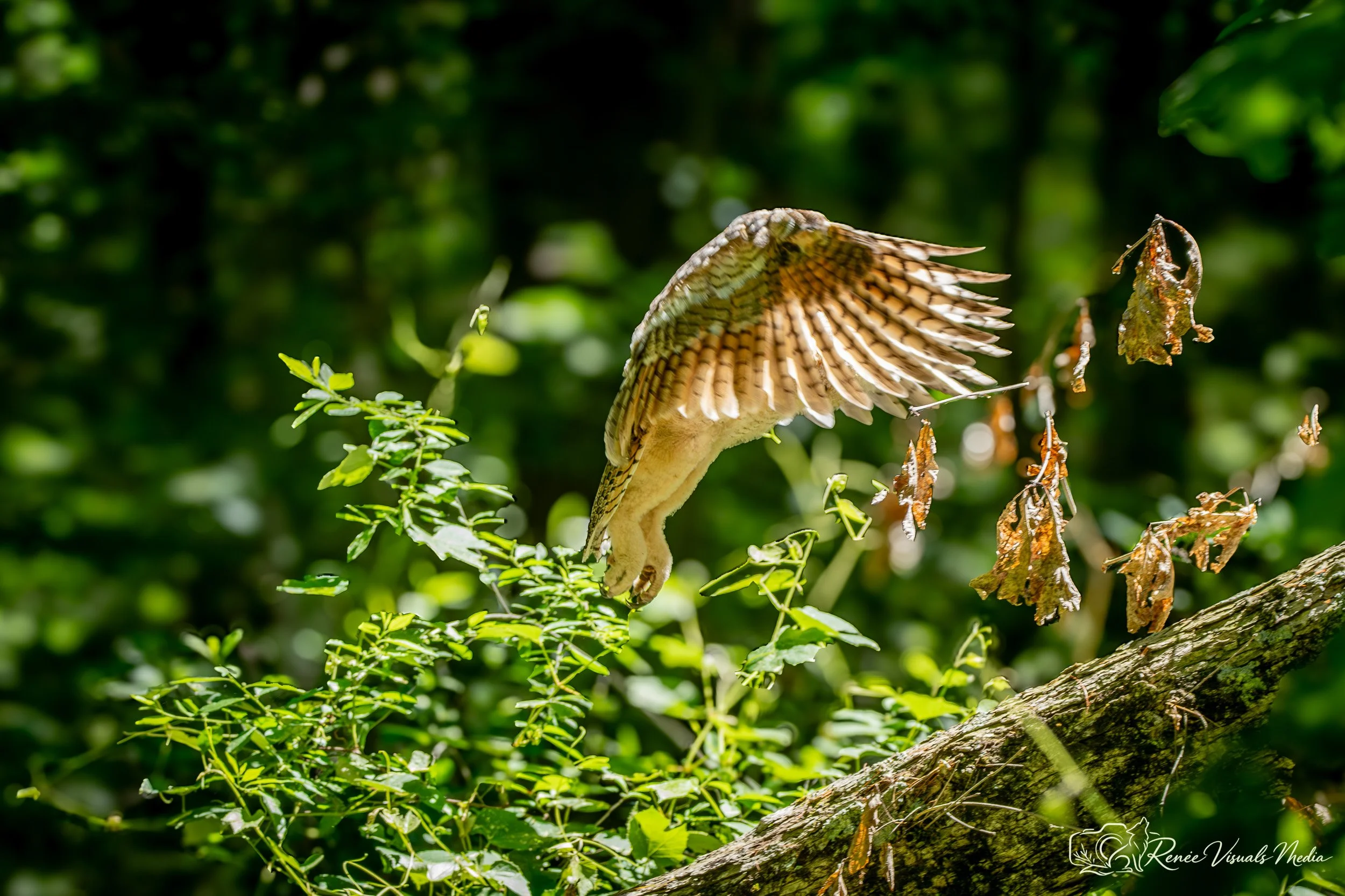 Great Horned Owl fledgling · Bubo virginianus