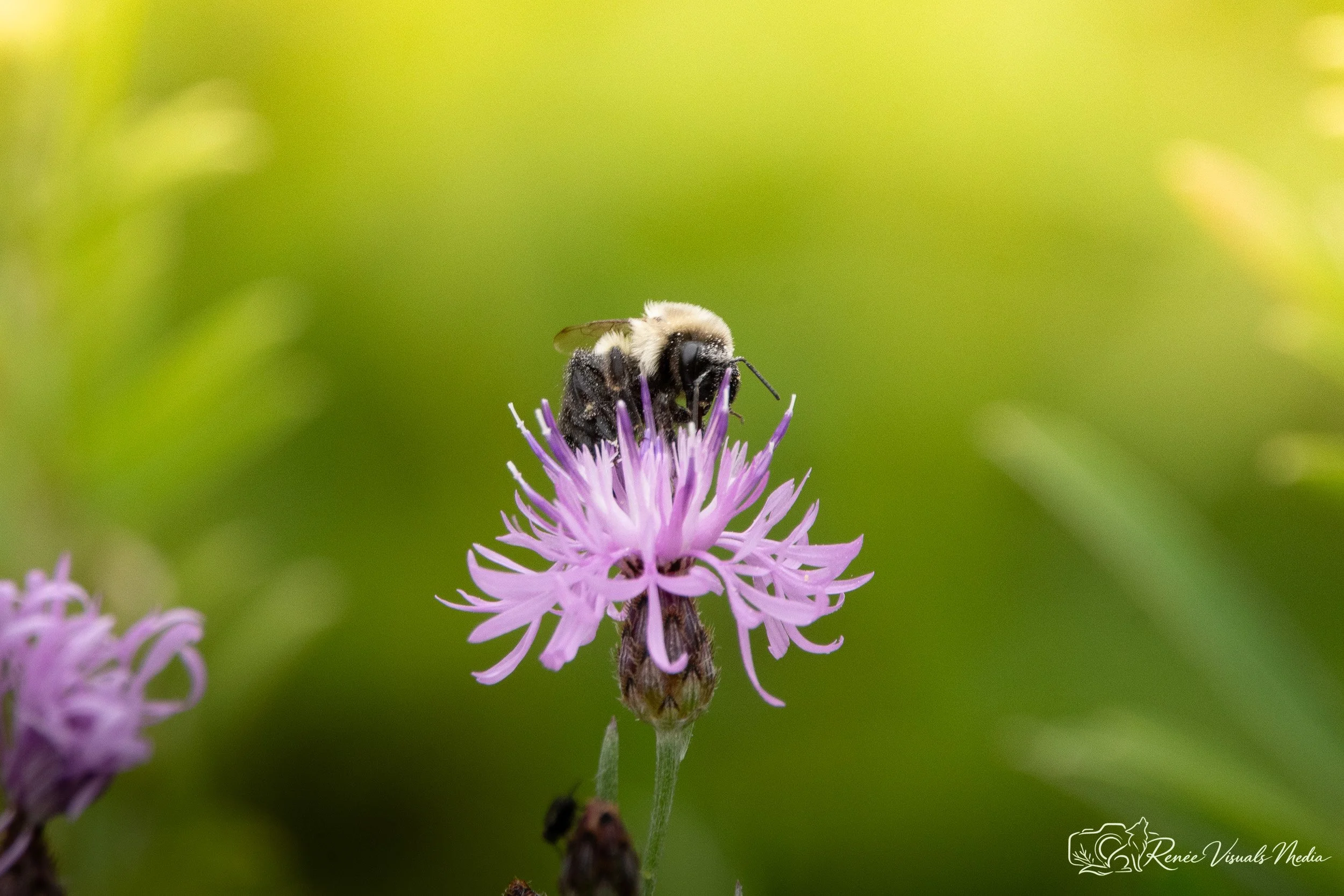 Common Eastern Bumble Bee · Bombus impatiens