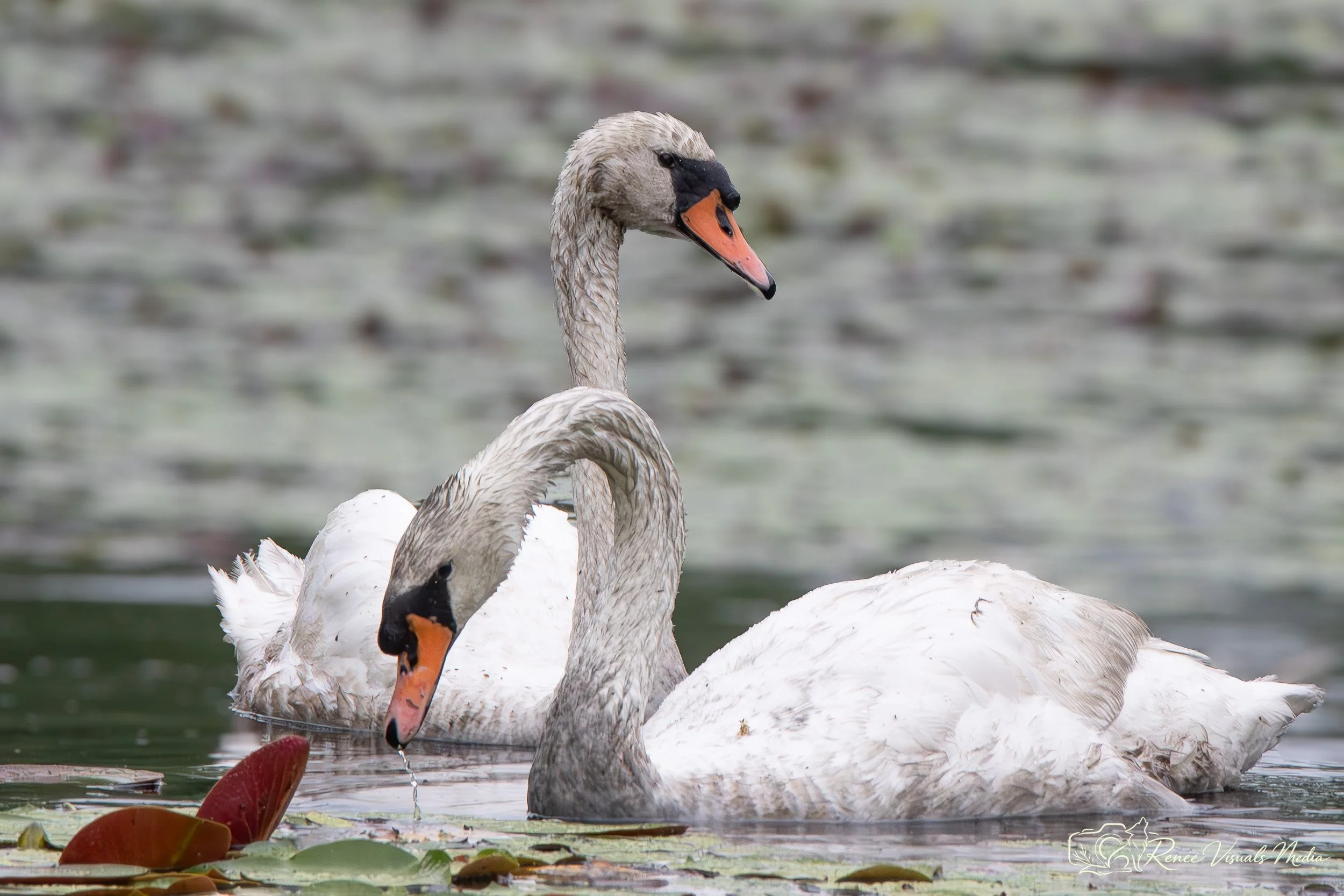 Mute Swan · Cygnus olor