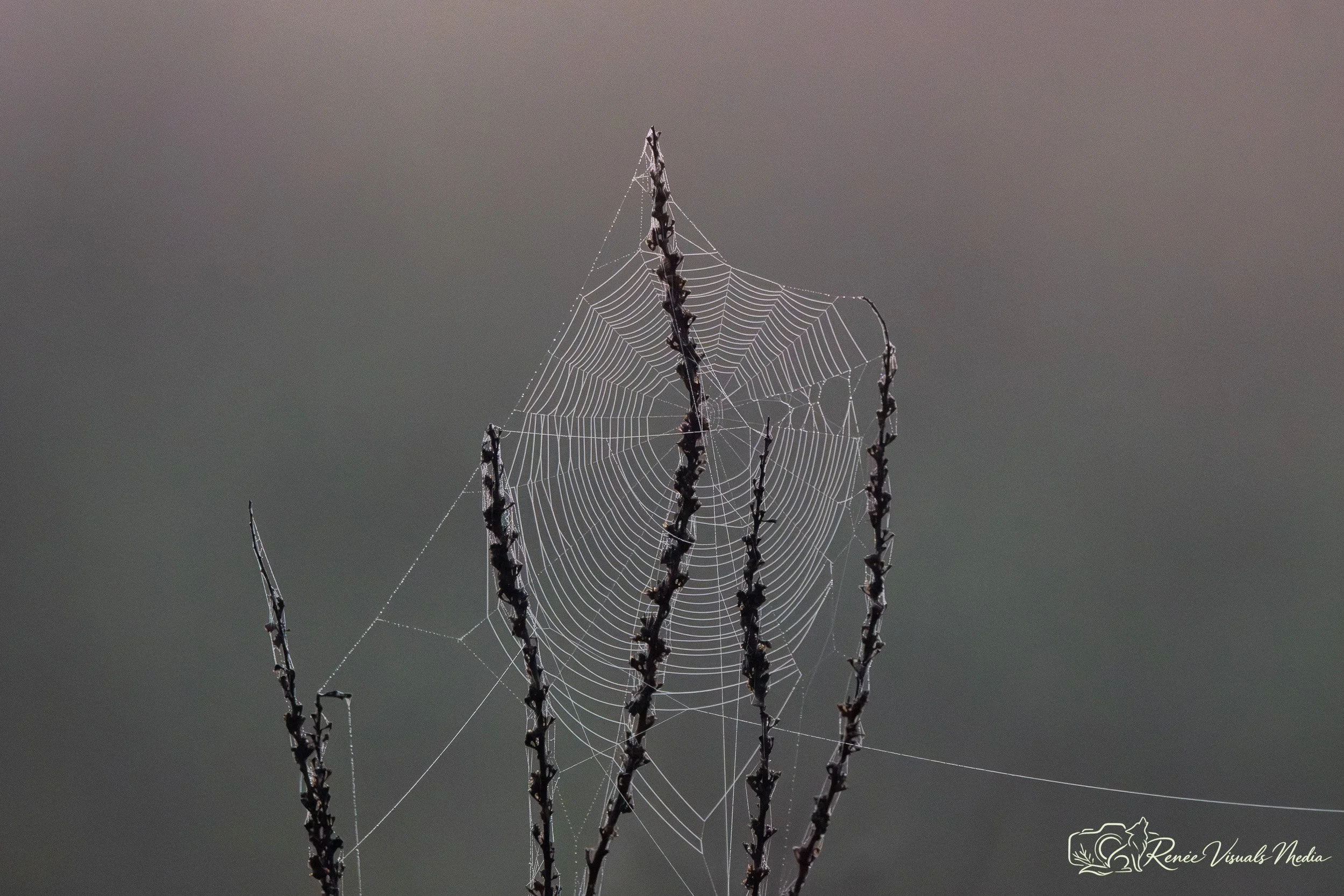 Orb-weaver web · Araneidae sp. (tentative ID)