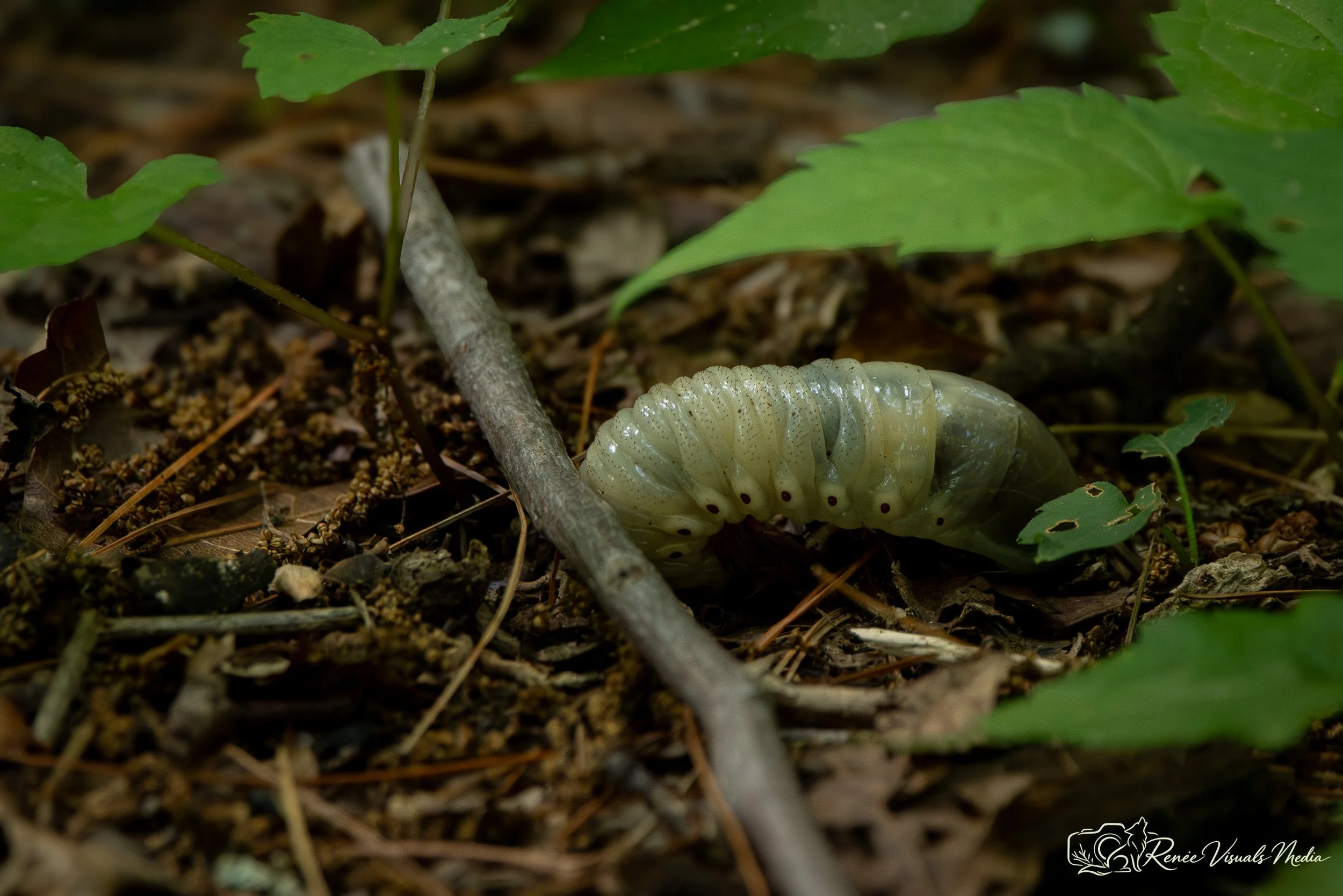 Broad-necked Root Borer larva · Prionus laticollis (tentative ID)