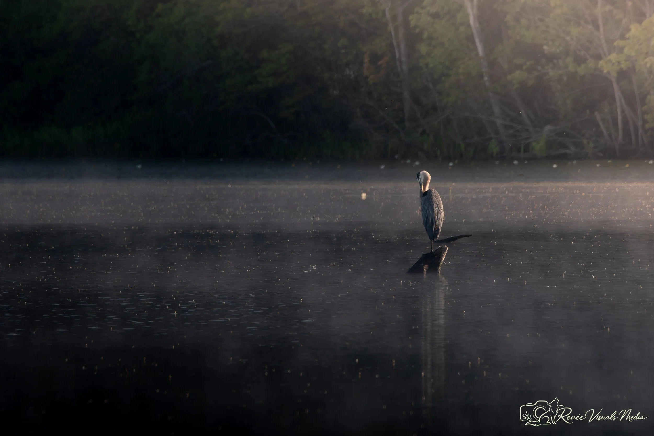 Great Blue Heron · Ardea herodias
