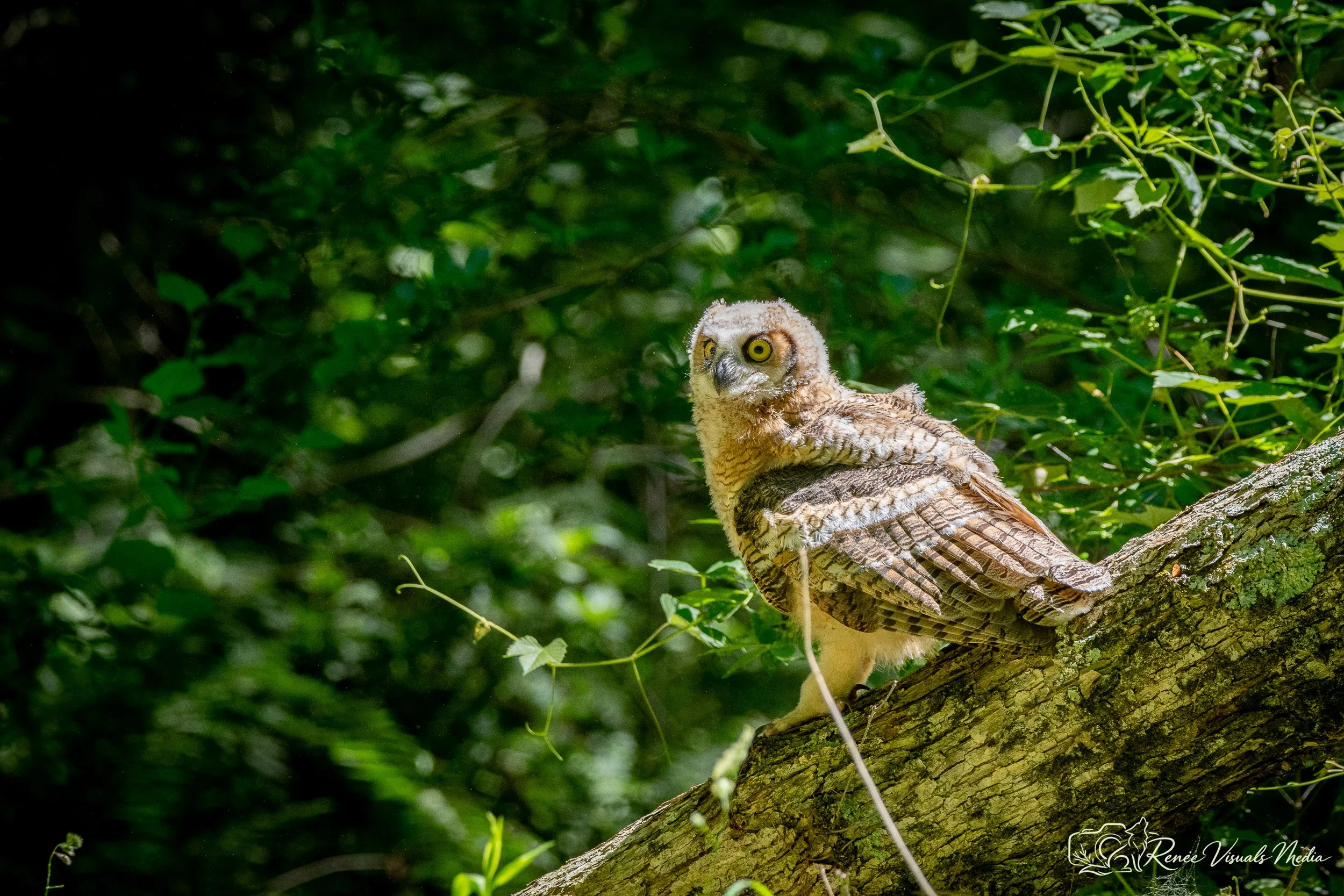 Great Horned Owl fledgling · Bubo virginianus