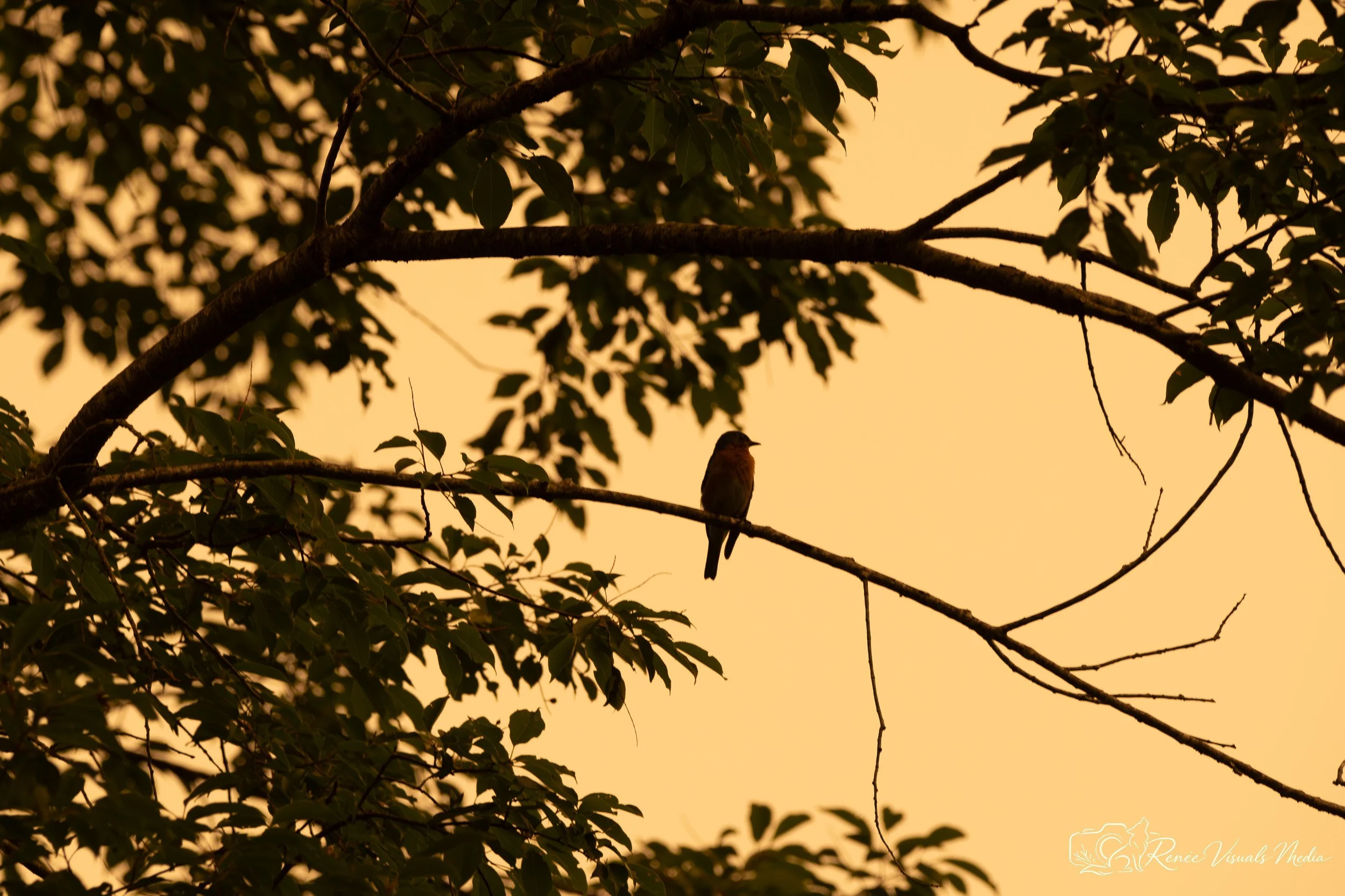 Eastern Bluebird · Sialia sialis (probable ID)