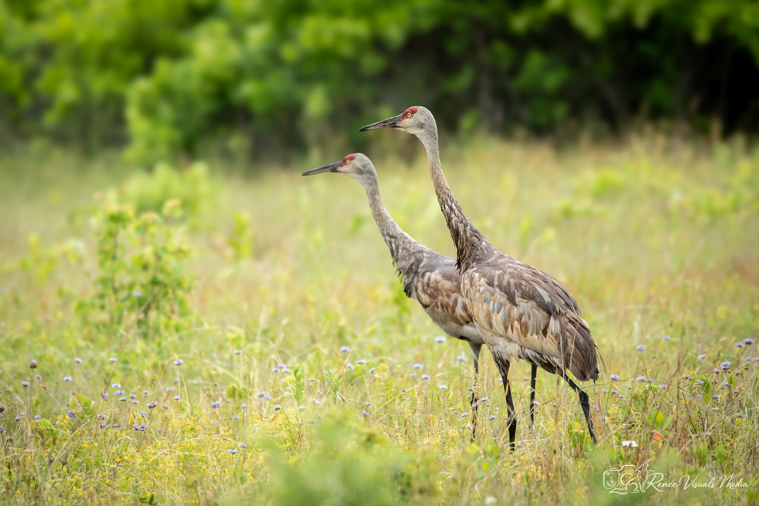 Sandhill Cranes · Antigone canadensis