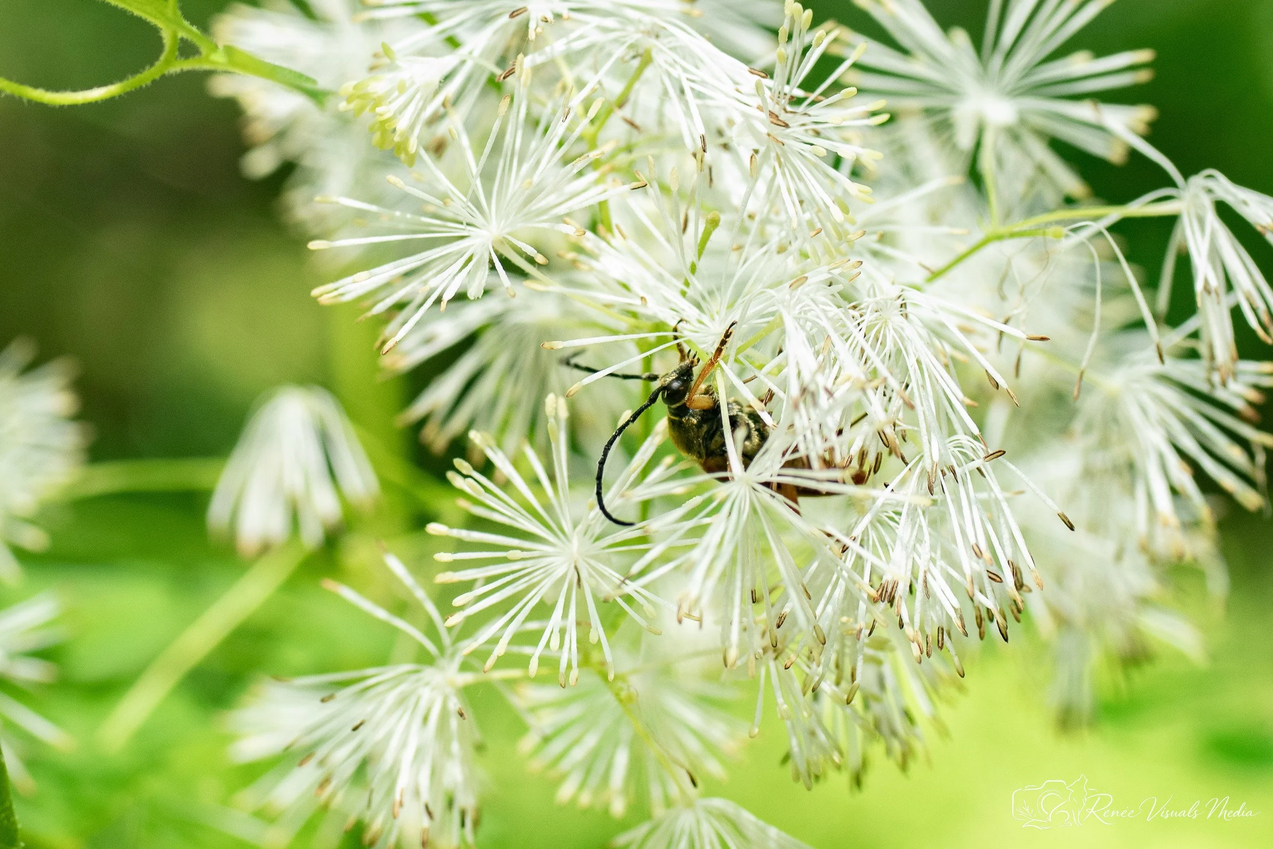 Longhorn beetle · Cerambycidae (tentative ID)
