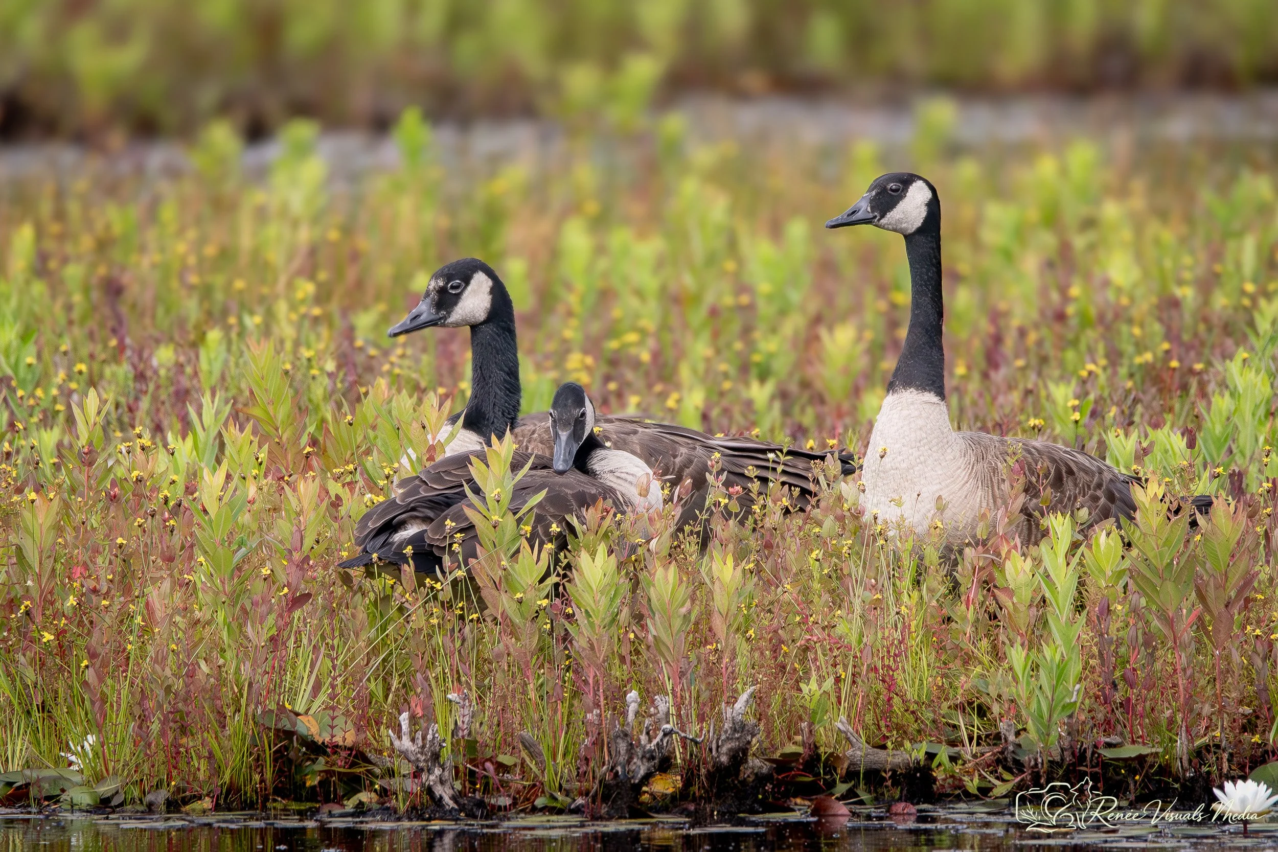 Canada Goose · Branta canadensis