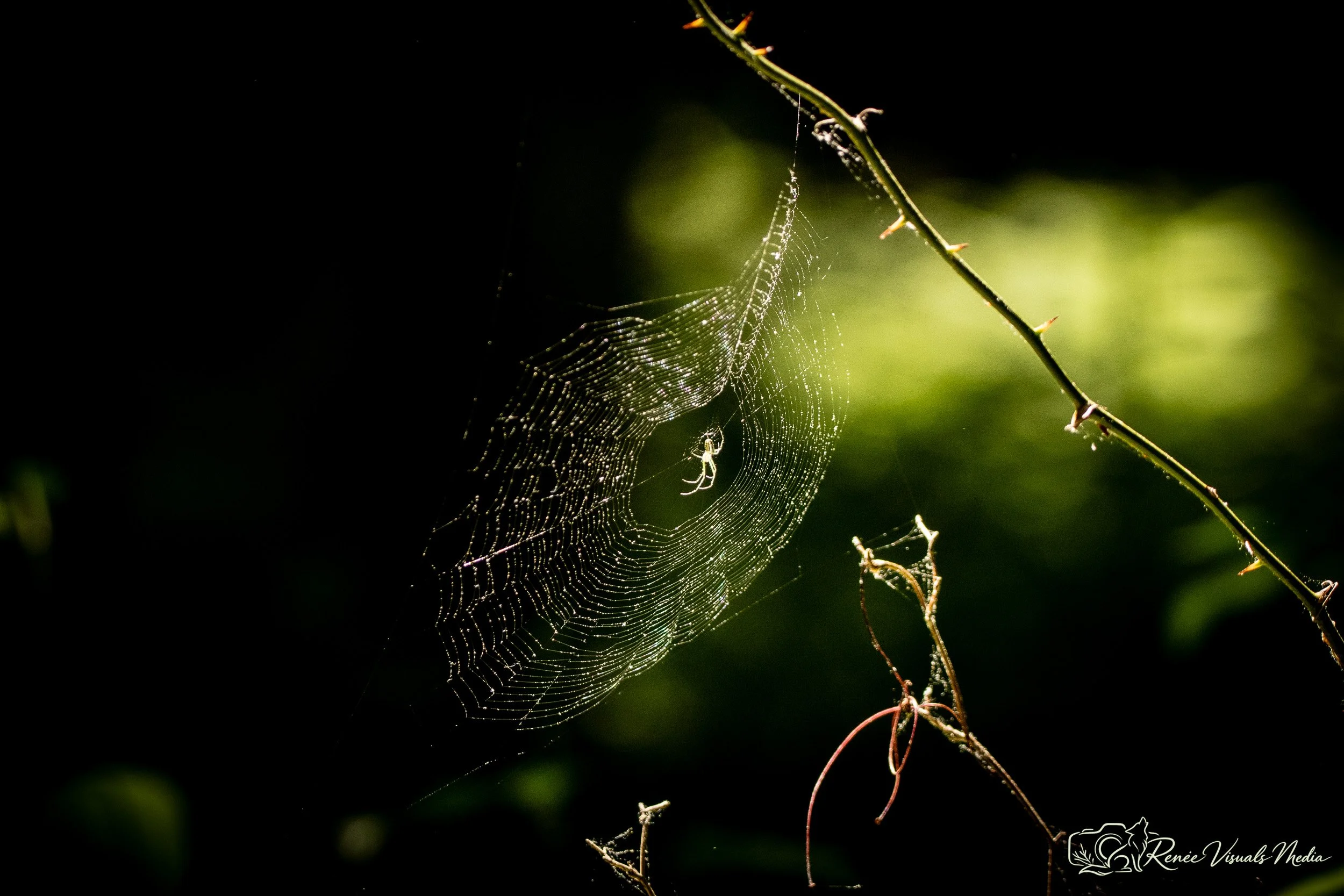 Orb-weaver spider · Araneidae (tentative ID)