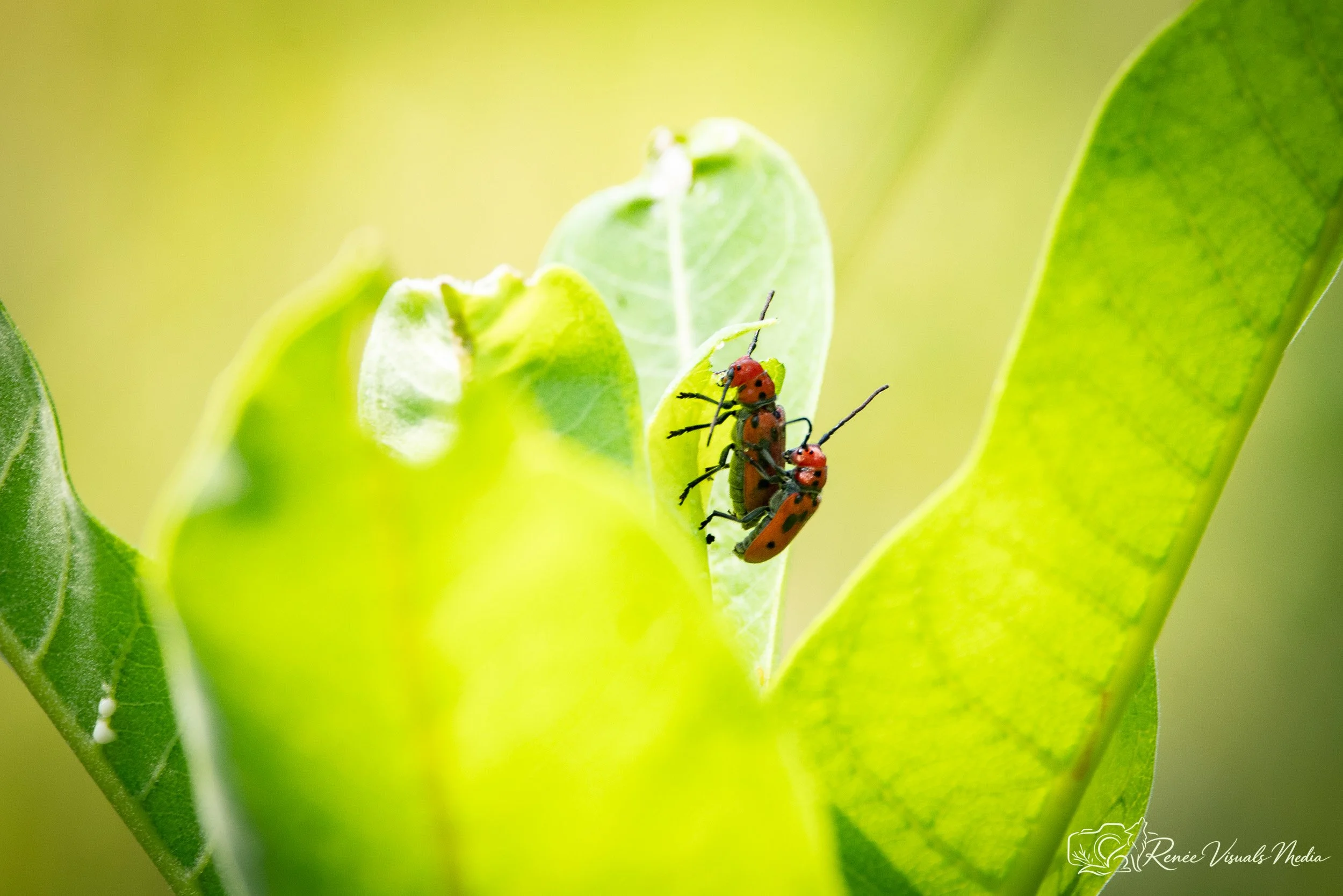 Red Milkweed Beetles · Tetraopes tetrophthalmus