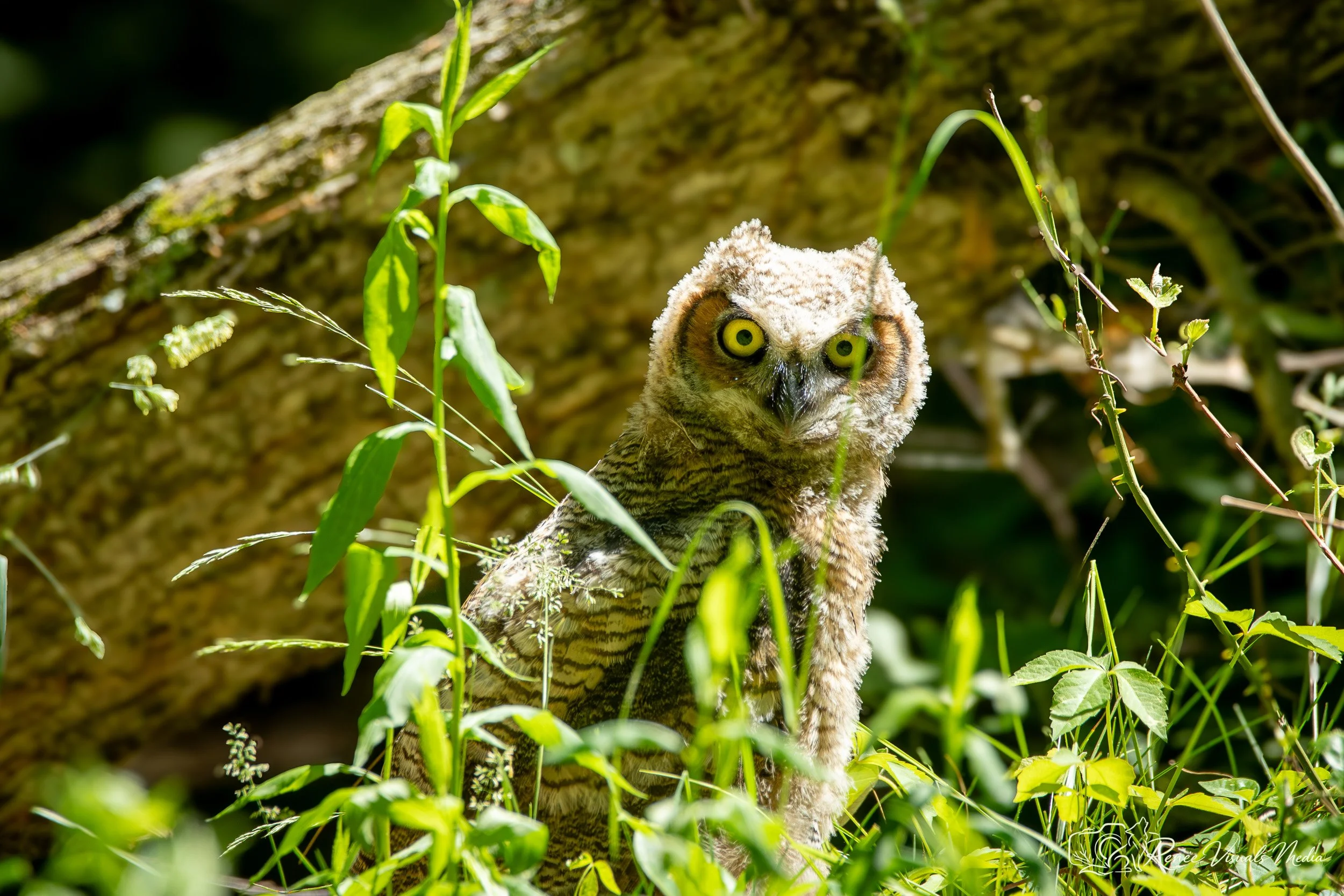 Great Horned Owl fledgling · Bubo virginianus