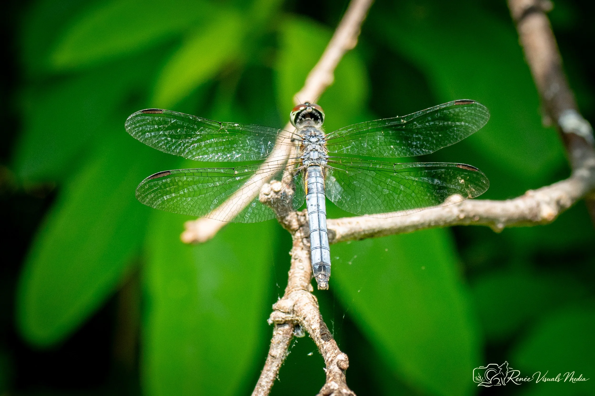 Blue Dasher · Pachydiplax longipennis (probable ID)