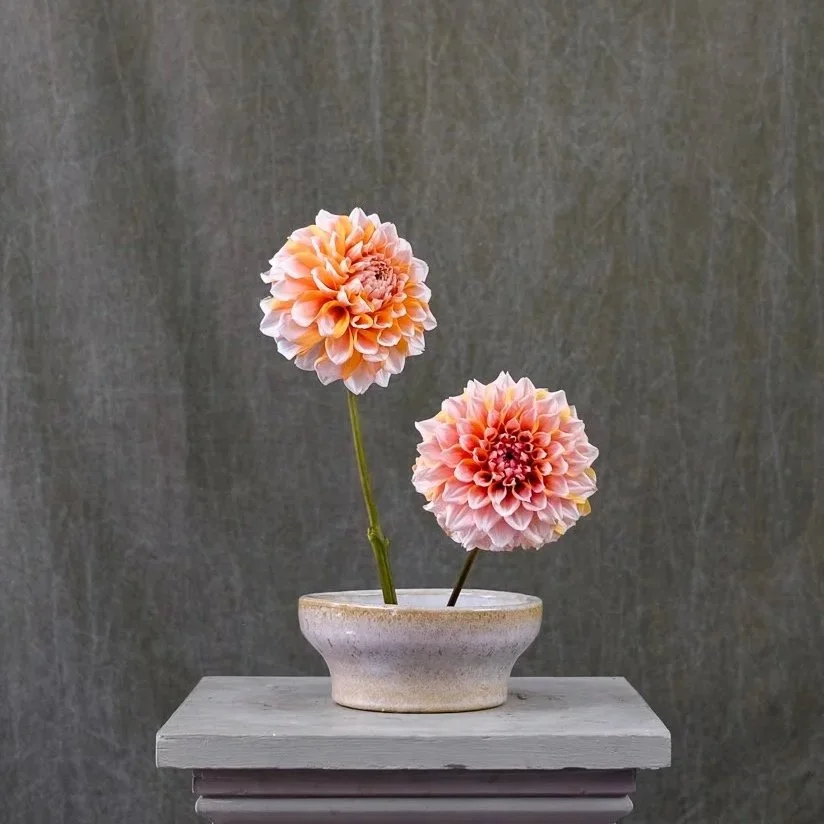 Hollyhill Orange Ice