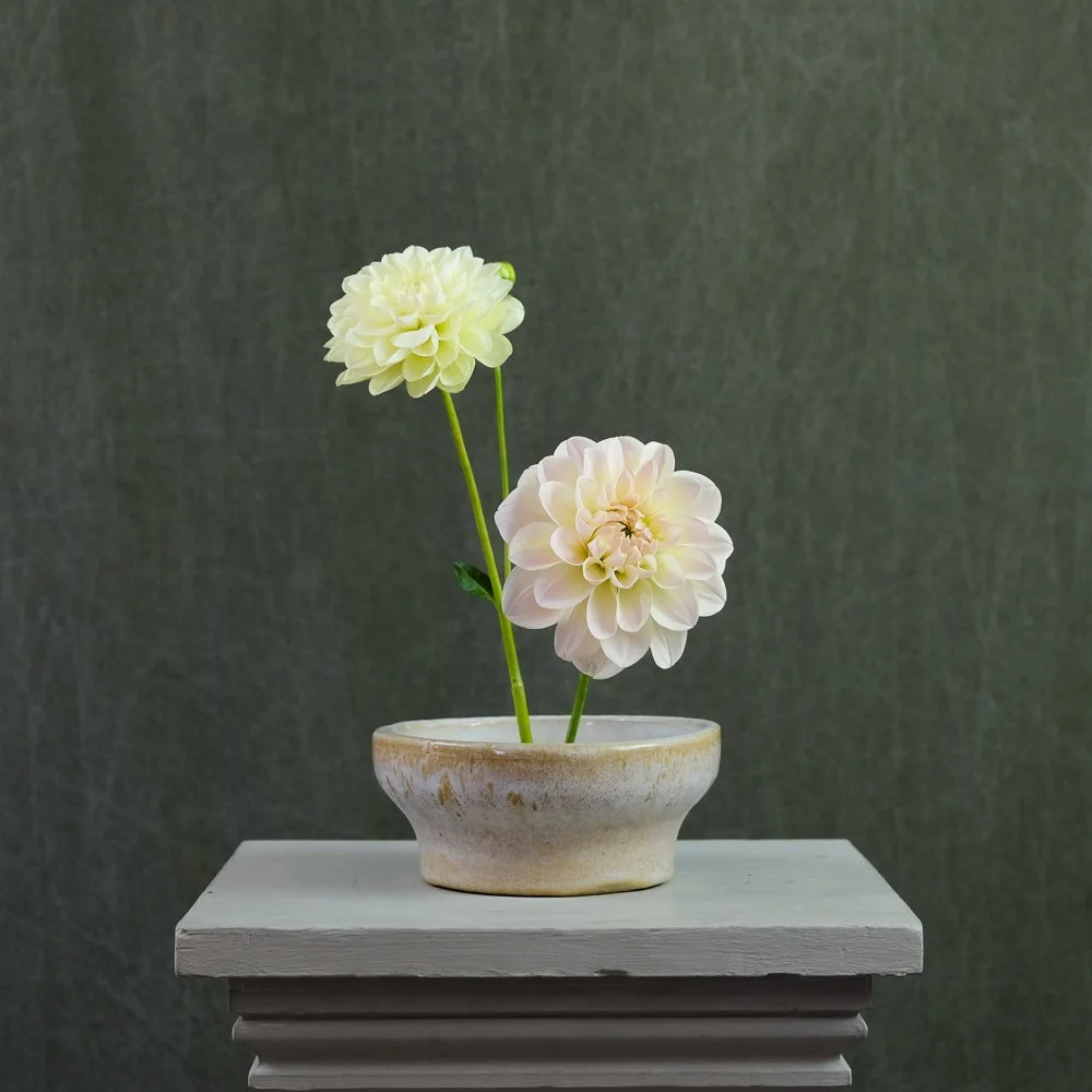 caramel antique dahlia