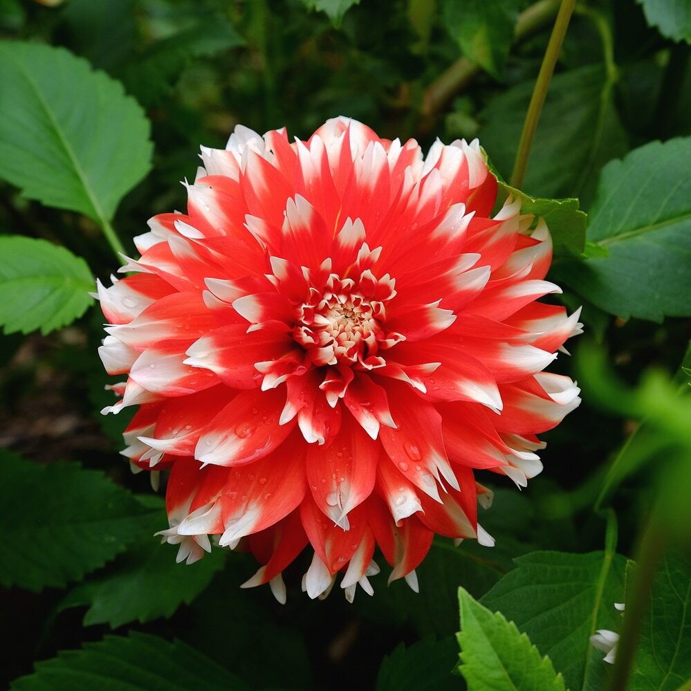 KA&rsquo;s Peppercorn 🔥 
#dahlias #dahliasofinstagram #kaspeppercorn #dahliatubersale #flowersoftheday #flowerphotography