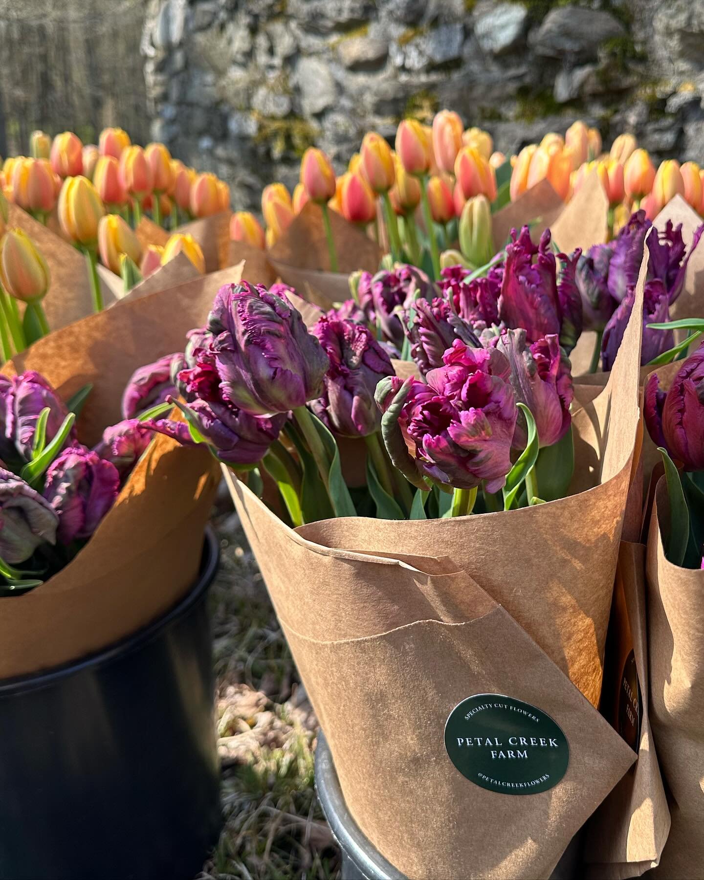 First batch of this season&rsquo;s tulips making their way out into the world. 🥹