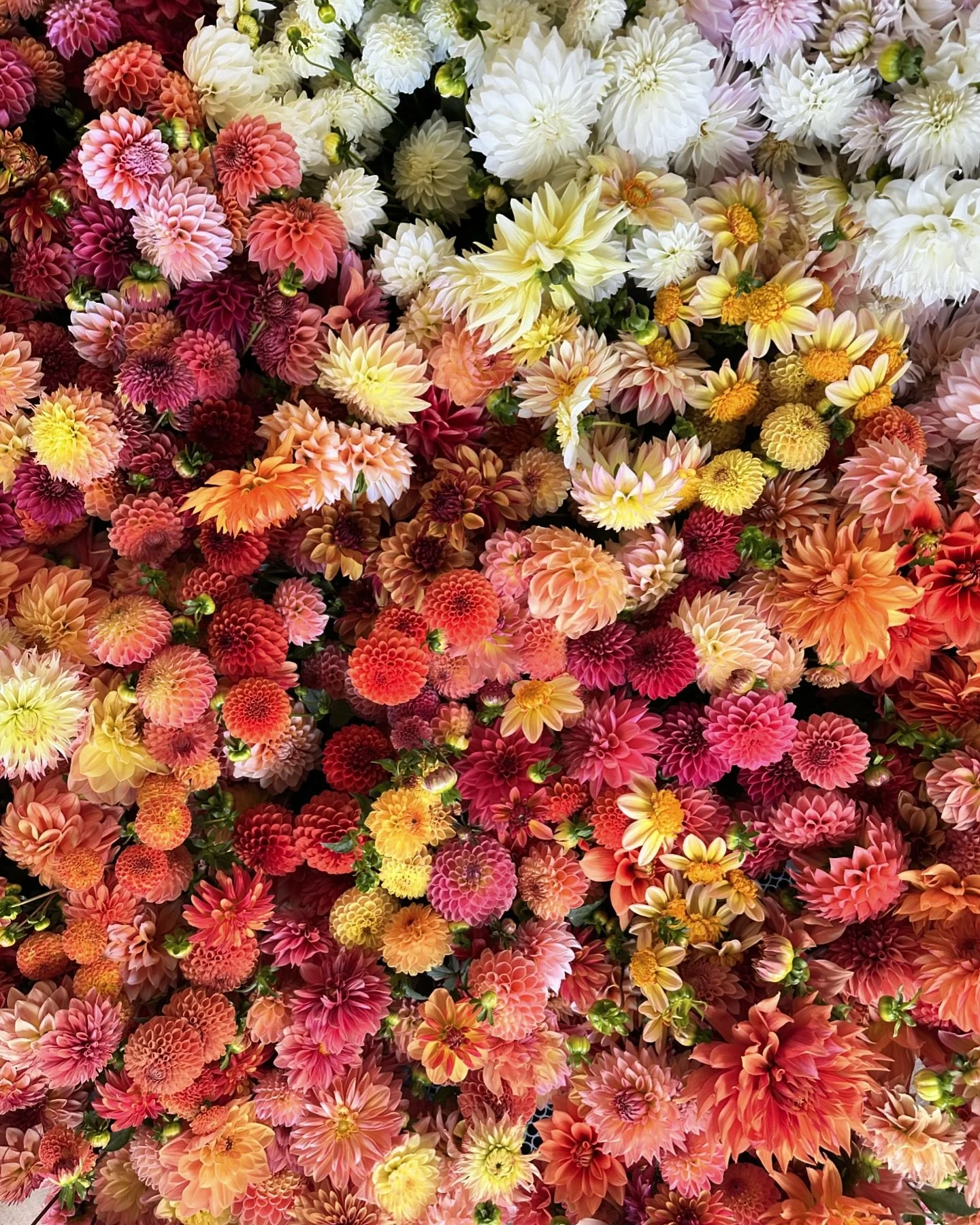 When a special client orders flowers, we deliver them the best of what we&rsquo;re growing. 💐🚚✨Nearly 1k dahlias stole the show.