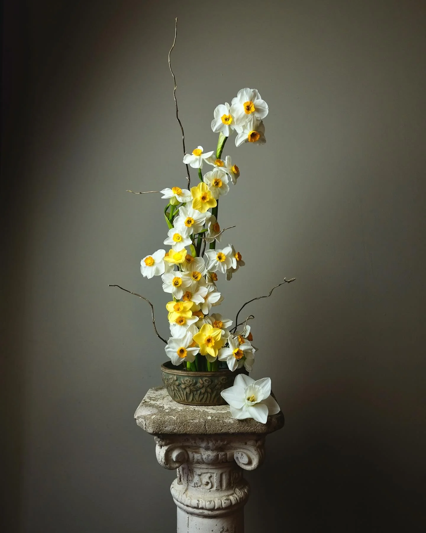 daffodils on display
