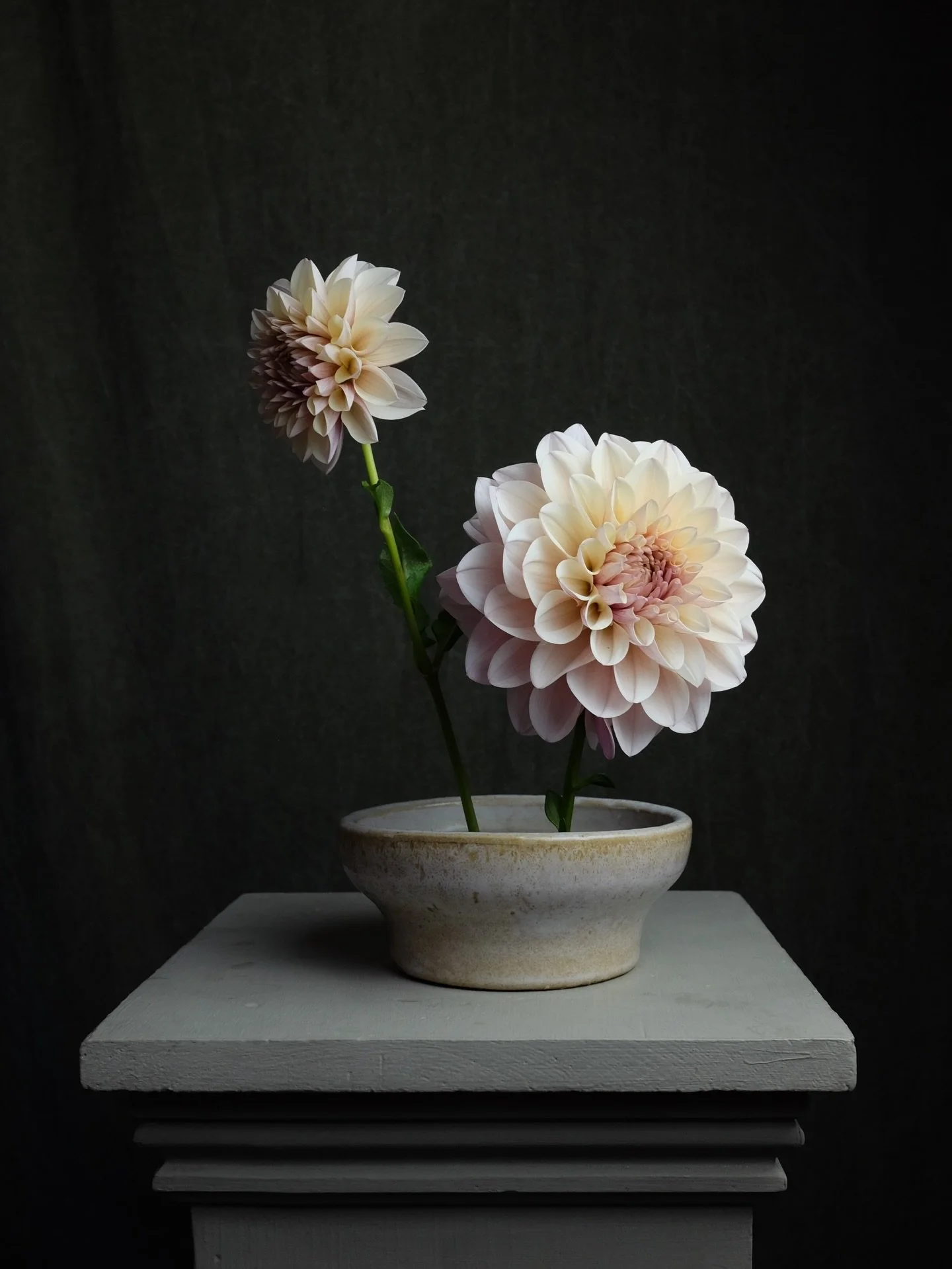 Some of my personal favorite dahlias on offer for our 2026 dahlias sale&hellip; while supplies last.  link in bio

KA&rsquo;s&copy; Penny Lane, HH Cotton Candy, KA&rsquo;s&copy; Pearl, Apelsini Sniega, Kogane Fubuki, Black Jack, BQ York, KA&rsquo;s&c