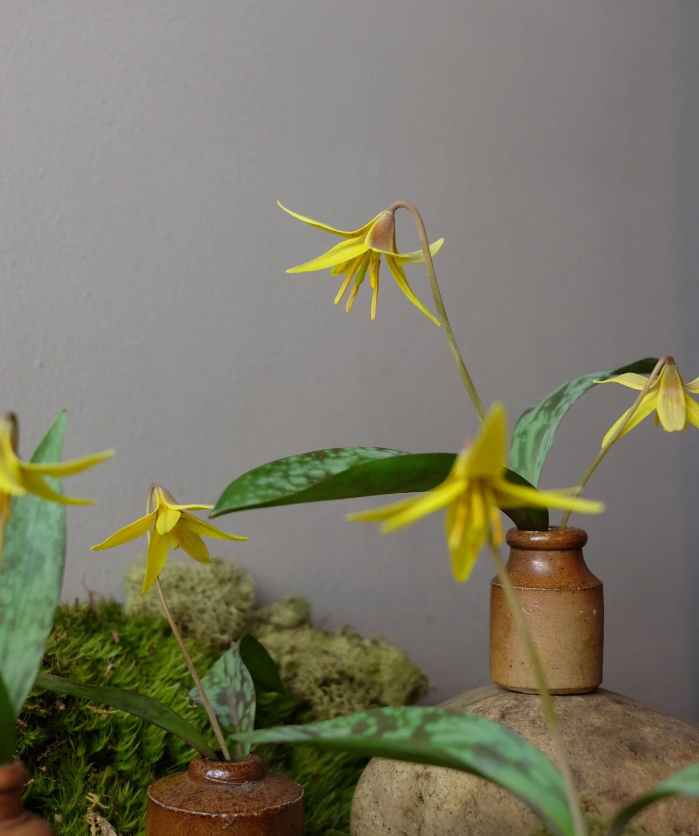 Trout Lilies on display (take 2- they opened more)
