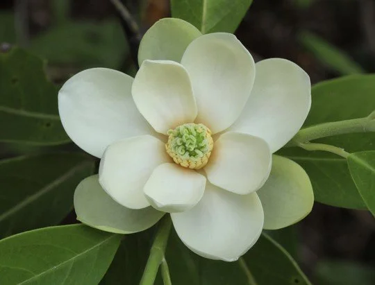 45. Magnolia virginiana 'Moonglow'