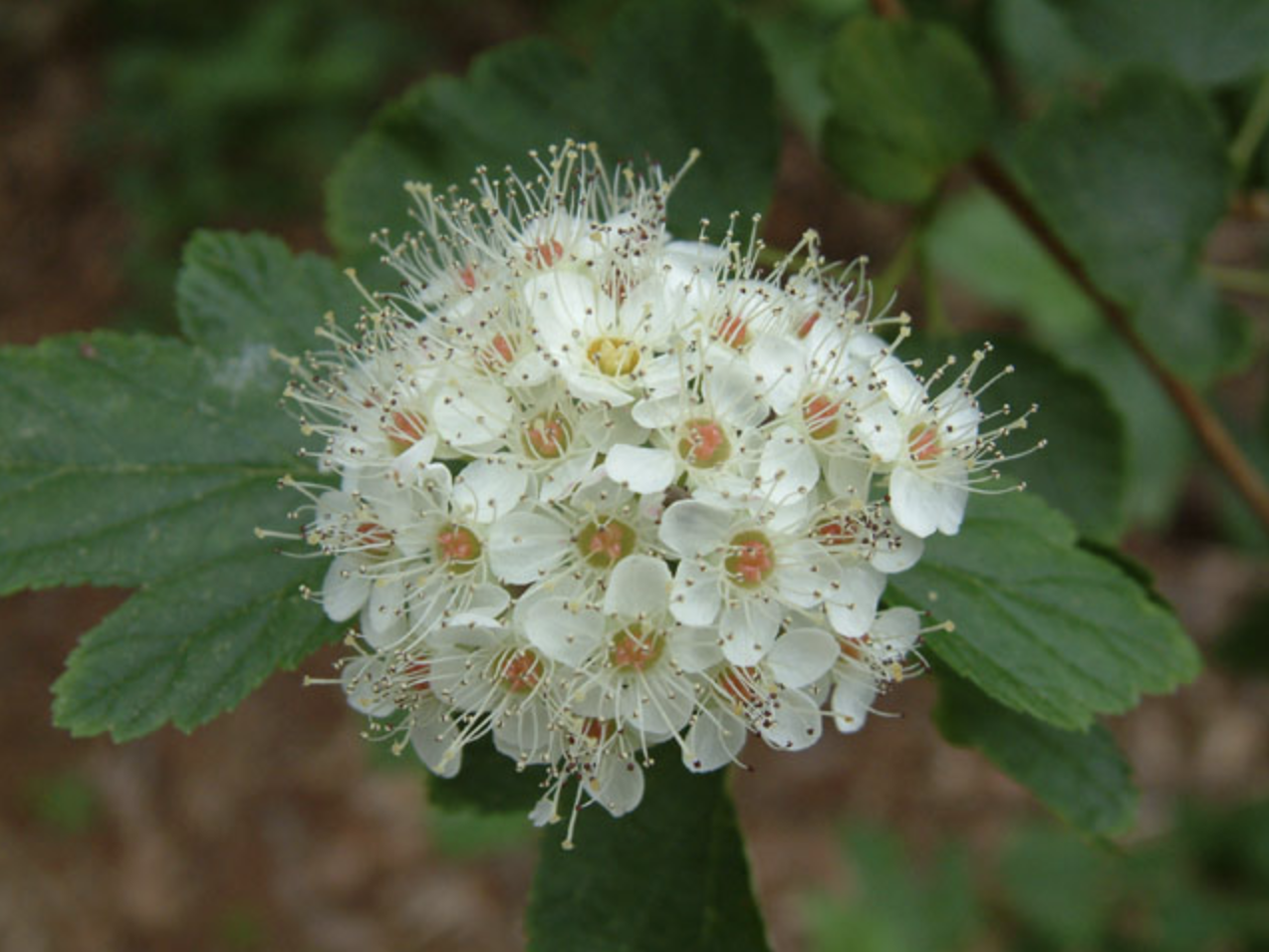 47. Physocarpus opulifolius