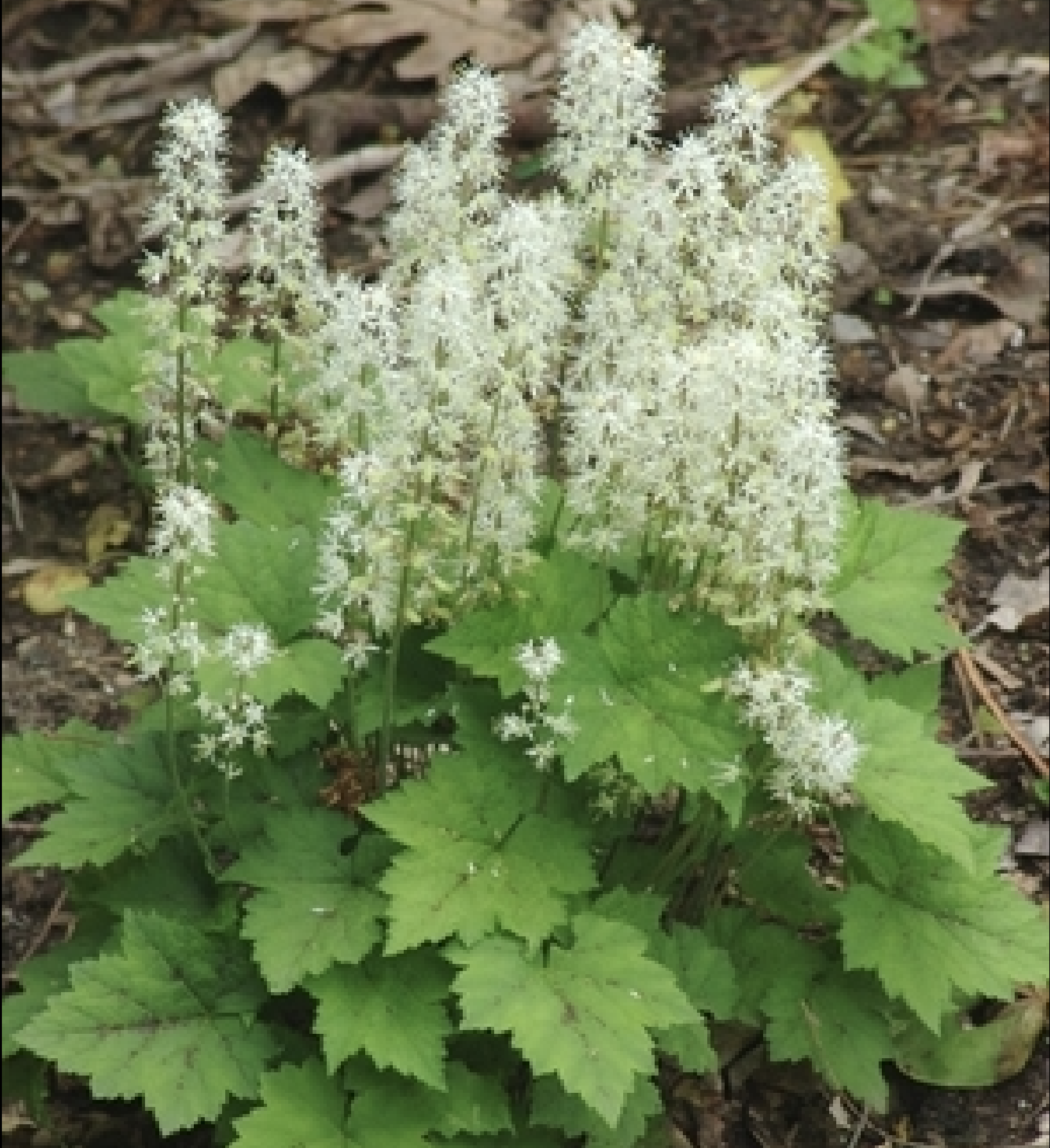 23. Tiarella cordifolia
