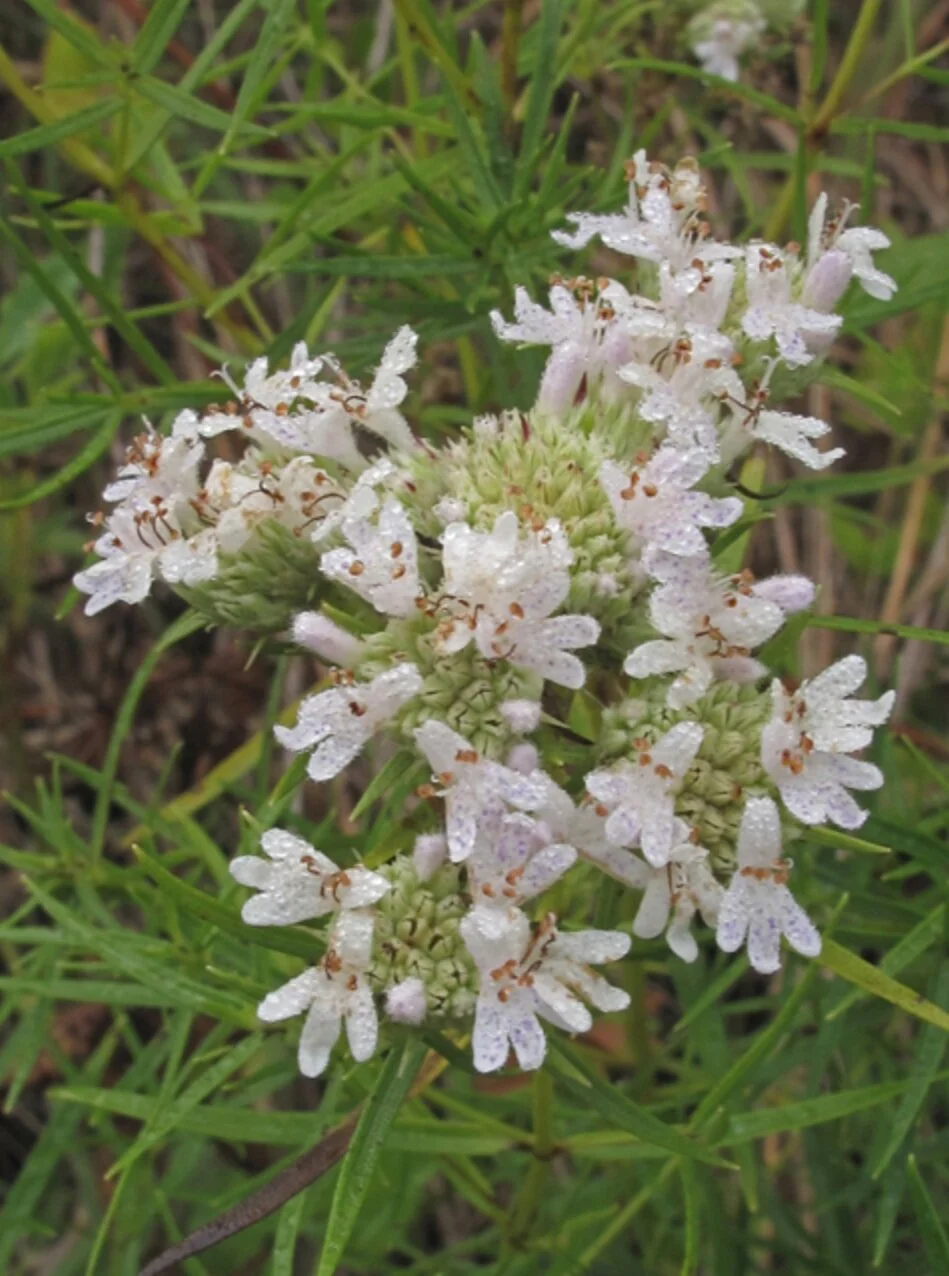 31. Pycnanthemum tenuifolium