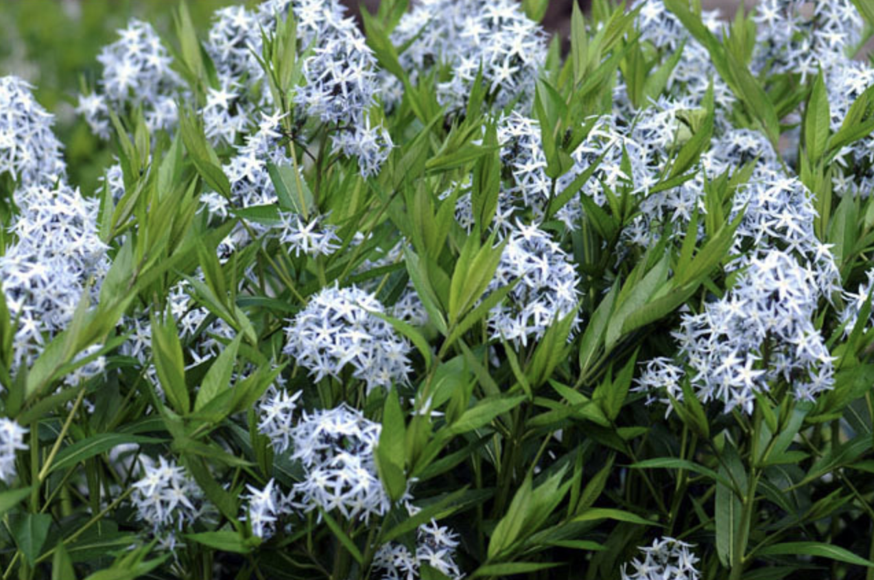 1. Amsonia tabernaemontana var. salicifolia