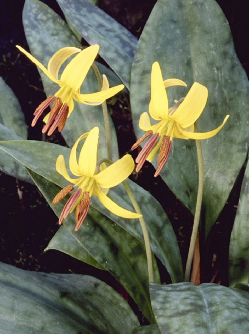 8. Erythronium americanum