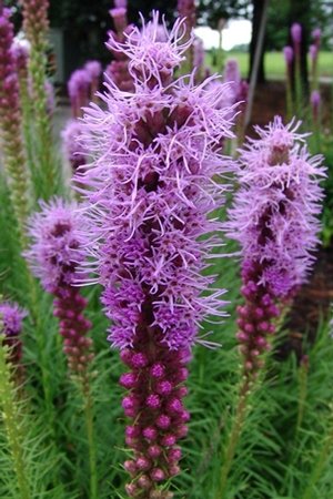 29. Liatris spicata