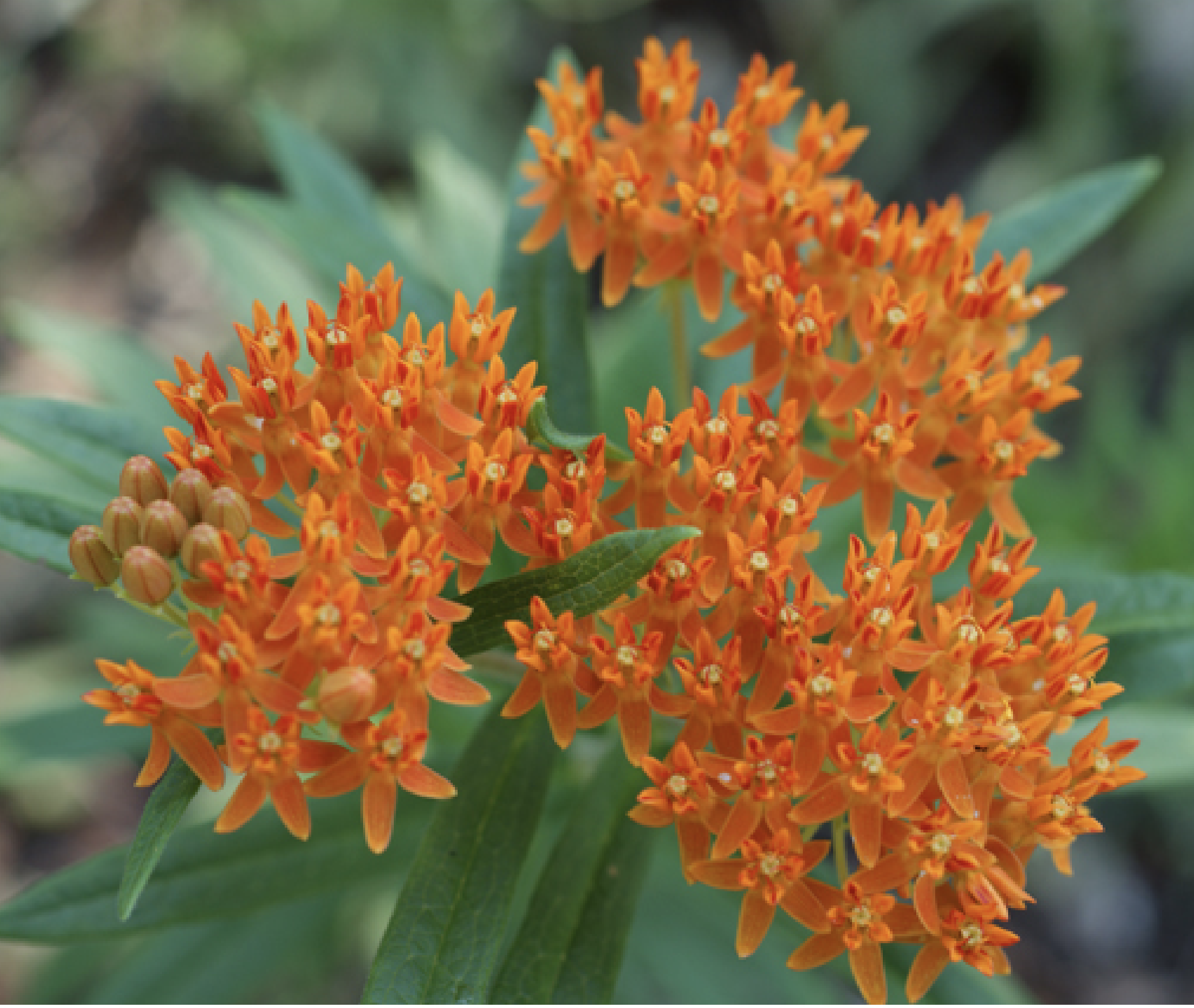 26. Asclepias tuberosa