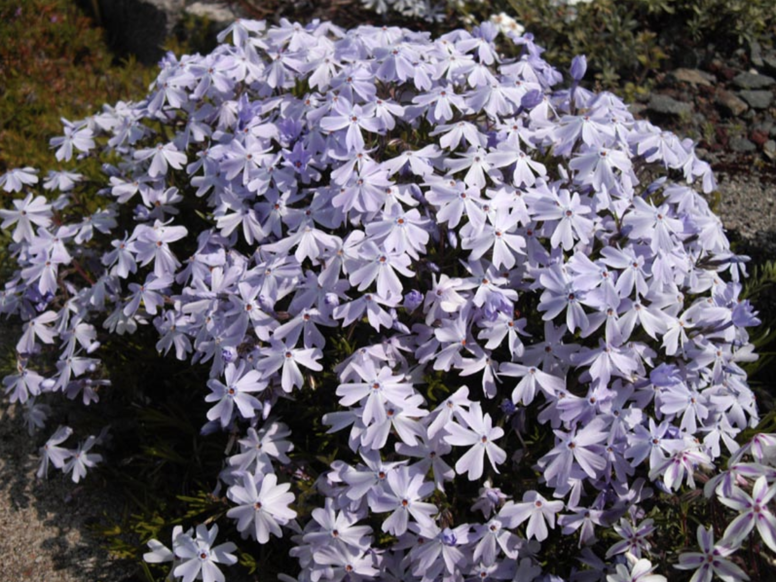 18. Phlox subulata ‘Emerald Blue’