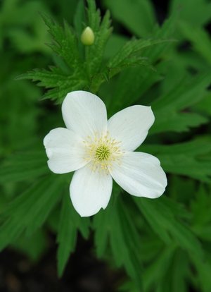 2. Anemone canadensis
