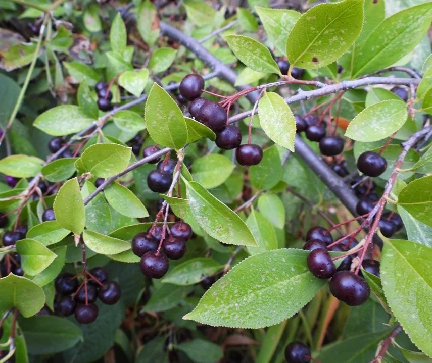 38. Aronia melanocarpa