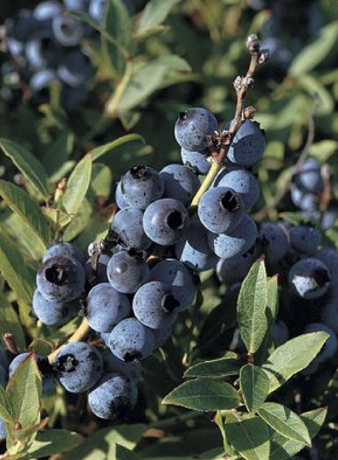 49.  Vaccinium angustifolium