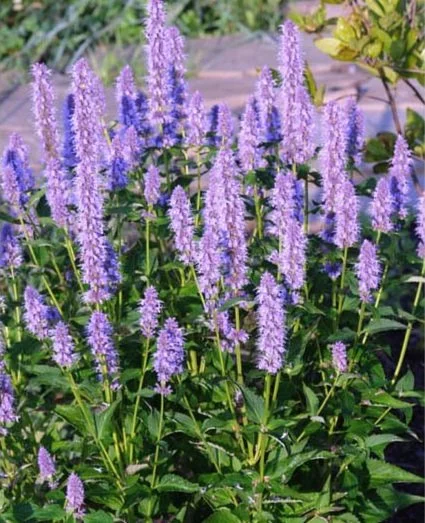 24. Agastache foeniculum