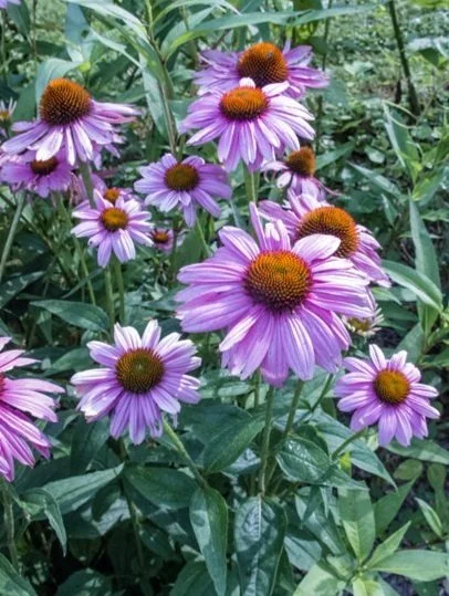28. Echinacea purpurea