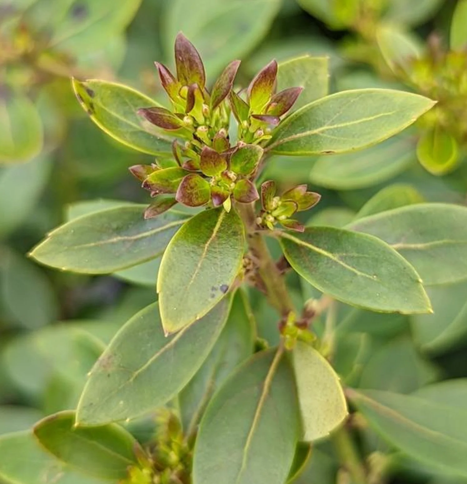 43. Ilex glabra ‘Forever Emerald’