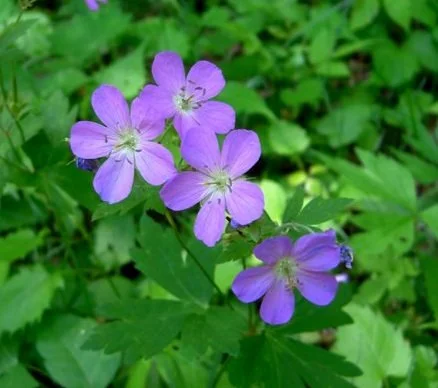 9. Geranium maculatum