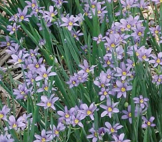 22. Sisyrinchium angustifolium