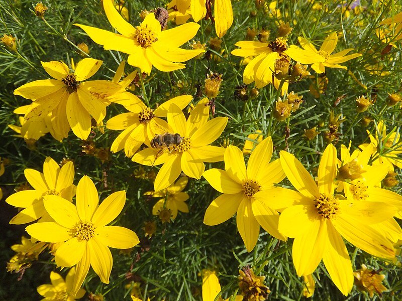 27. Coreopsis verticillata