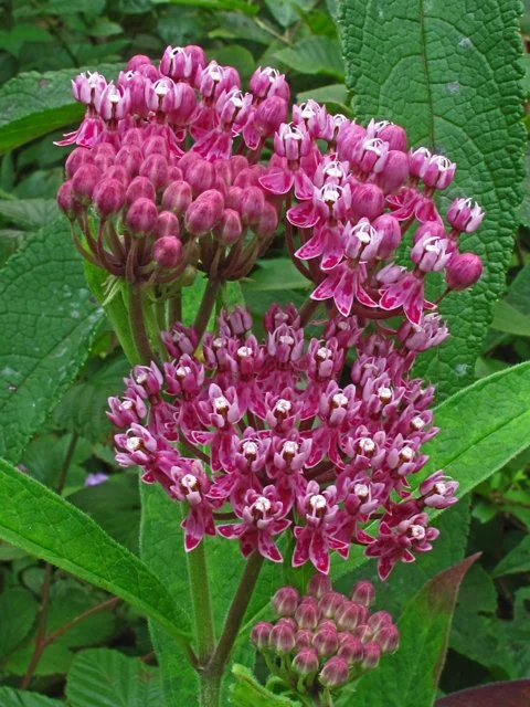 25. Asclepias incarnata ssp. pulchra