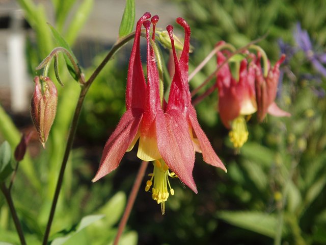 4. Aquilegia canadensis