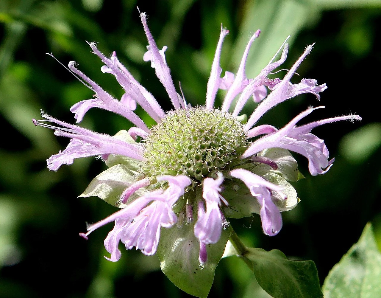 30. Monarda fistulosa