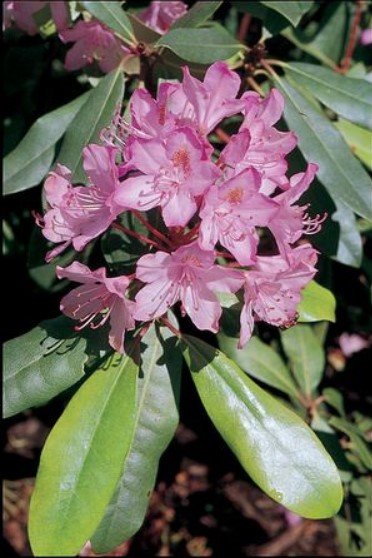 48. Rhododendron maxim 'Independence'