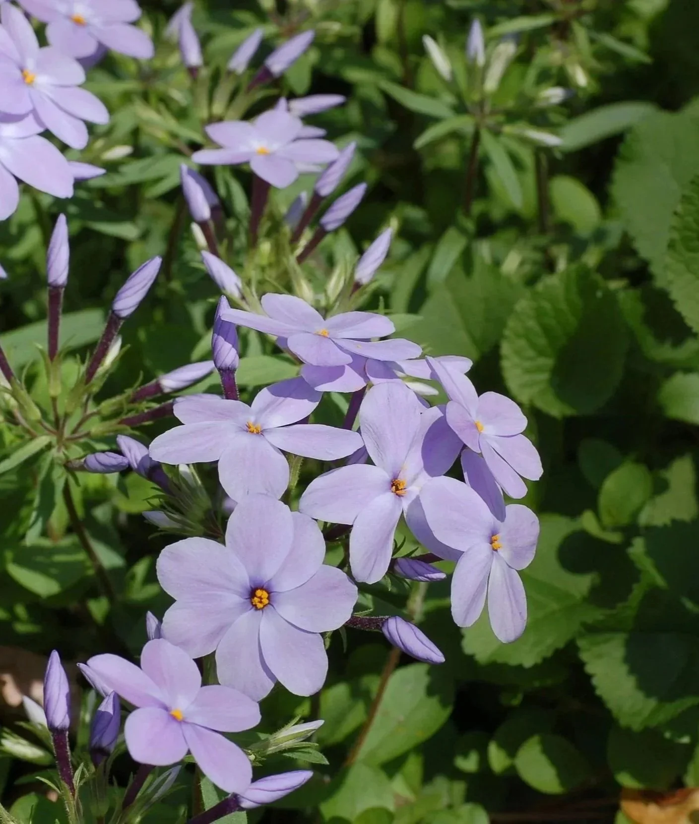 17. Phlox stolonifera