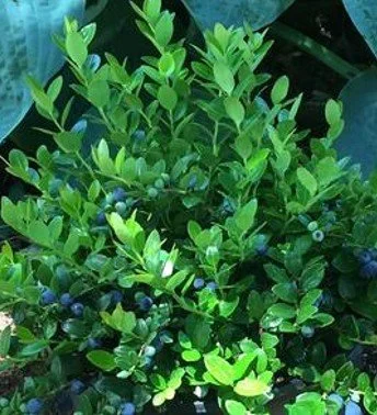 40. Gaylussacia brachycera 'Berried Treasure'