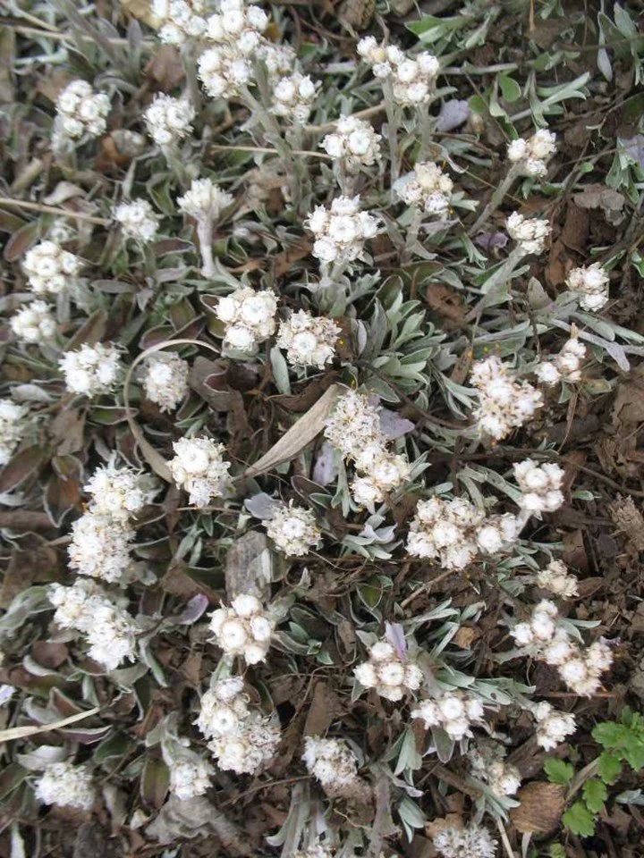 3. Antennaria neglecta