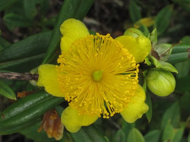 42. Hypericum prolificum